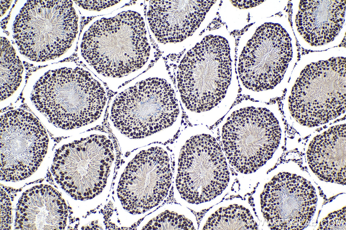 Immunohistochemical analysis of paraffin-embedded rat testis tissue slide using KHC1376 (BCLAF1 IHC Kit).