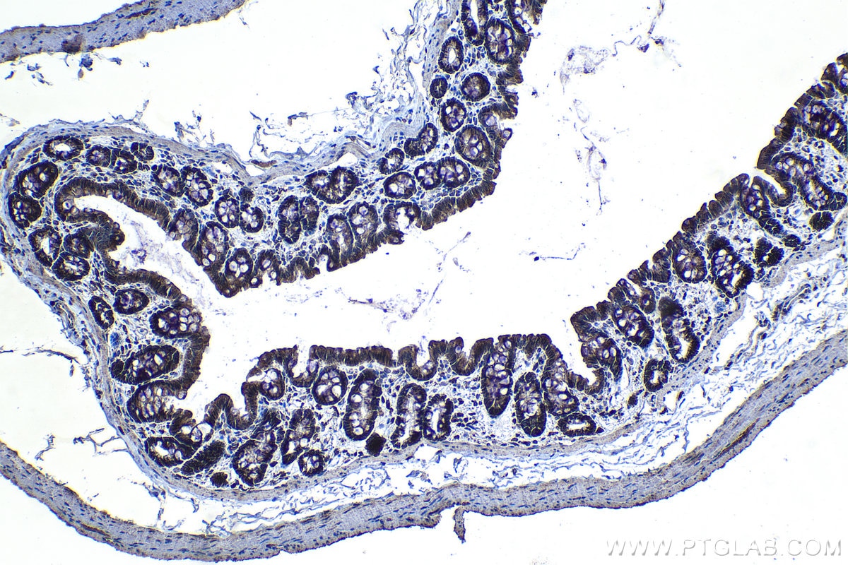 Immunohistochemical analysis of paraffin-embedded rat colon tissue slide using KHC1356 (BDH1 IHC Kit).