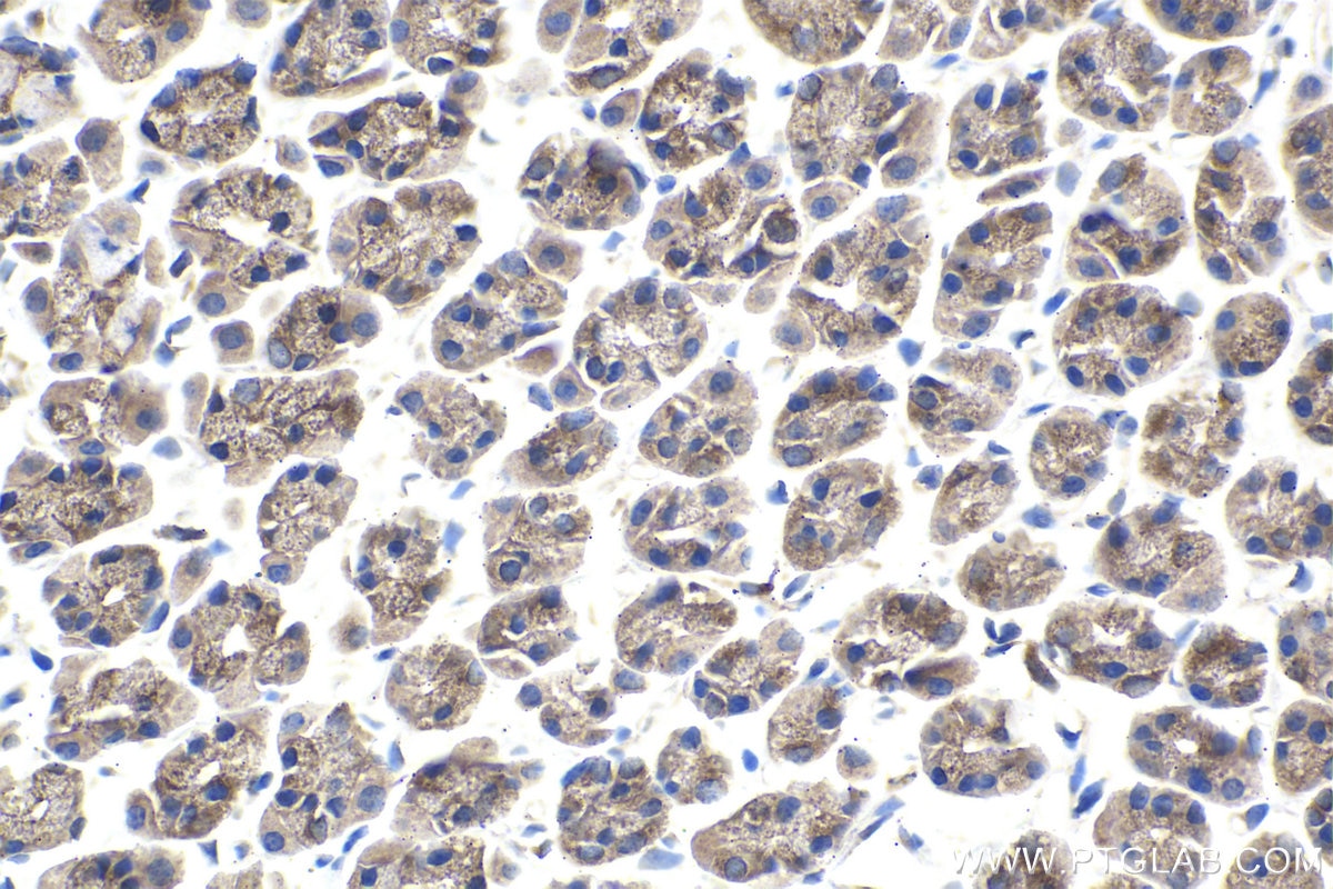 Immunohistochemical analysis of paraffin-embedded rat stomach tissue slide using KHC1731 (BECN1 IHC Kit).