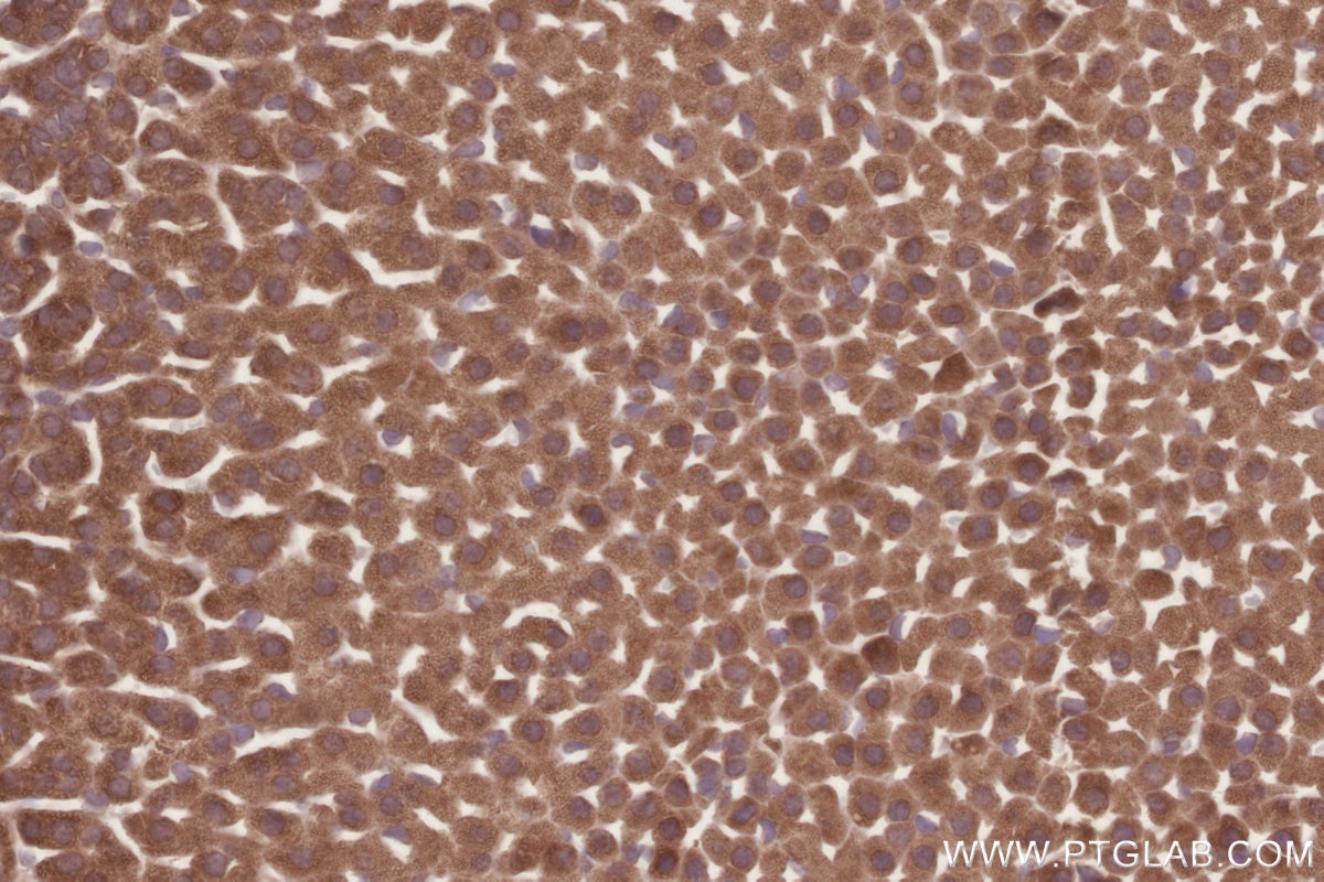 Immunohistochemical analysis of paraffin-embedded mouse adrenal gland tissue slide using KHC2869 (BEGAIN IHC Kit).
