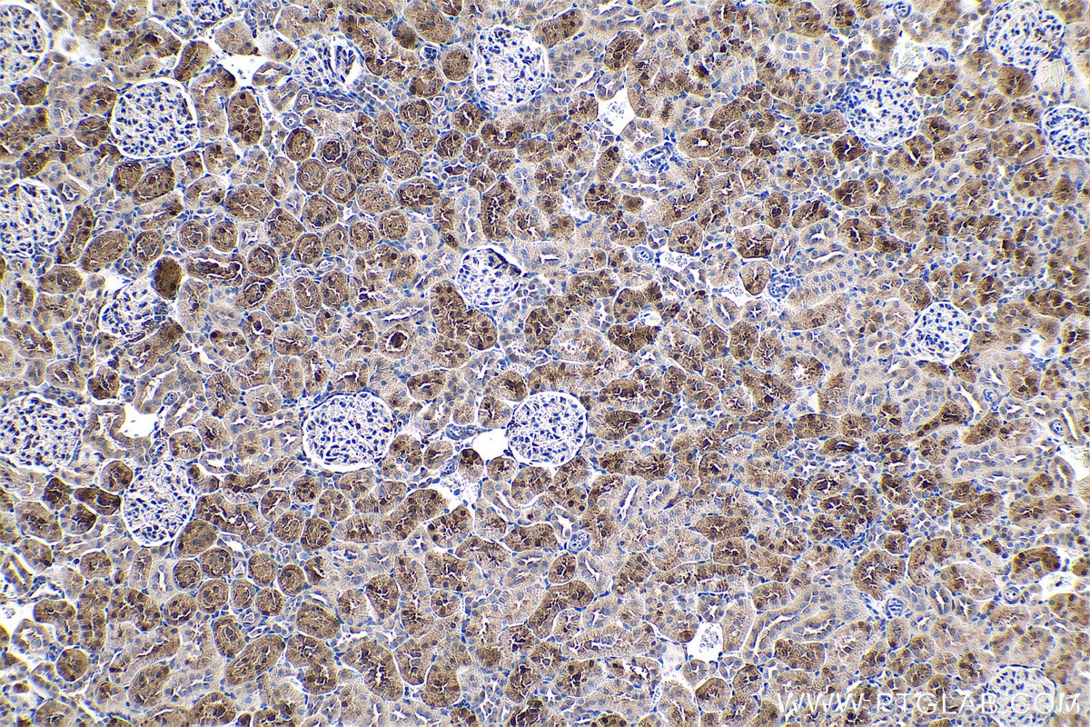 Immunohistochemical analysis of paraffin-embedded rat kidney tissue slide using KHC0515 (BHMT IHC Kit).