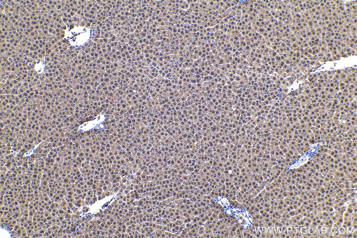 Immunohistochemical analysis of paraffin-embedded rat liver tissue slide using KHC0515 (BHMT IHC Kit).