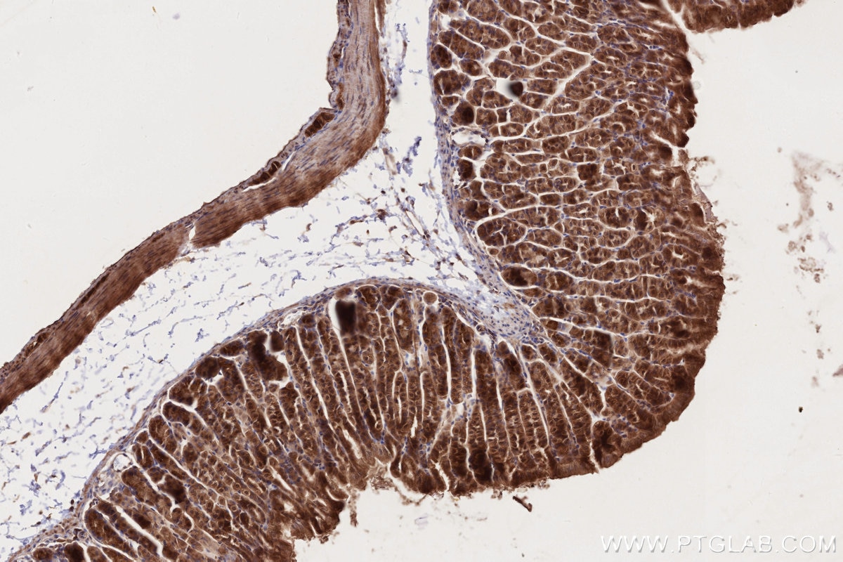 Immunohistochemical analysis of paraffin-embedded mouse stomach tissue slide using KHC2715 (BICD2 IHC Kit).