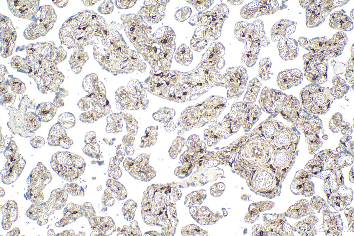 Immunohistochemical analysis of paraffin-embedded human placenta tissue slide using KHC2048 (BIN1 IHC Kit).