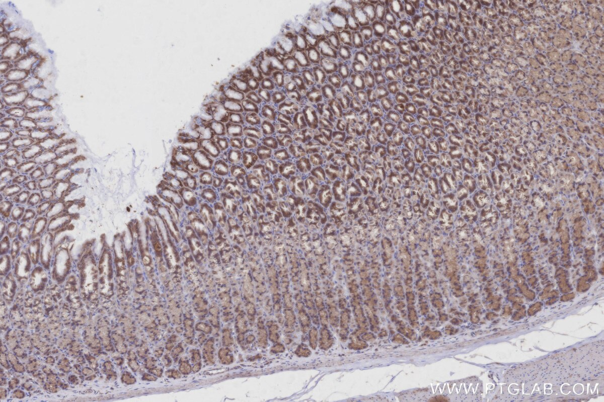 Immunohistochemical analysis of paraffin-embedded rat stomach tissue slide using KHC2946 (BIRC6 IHC Kit).