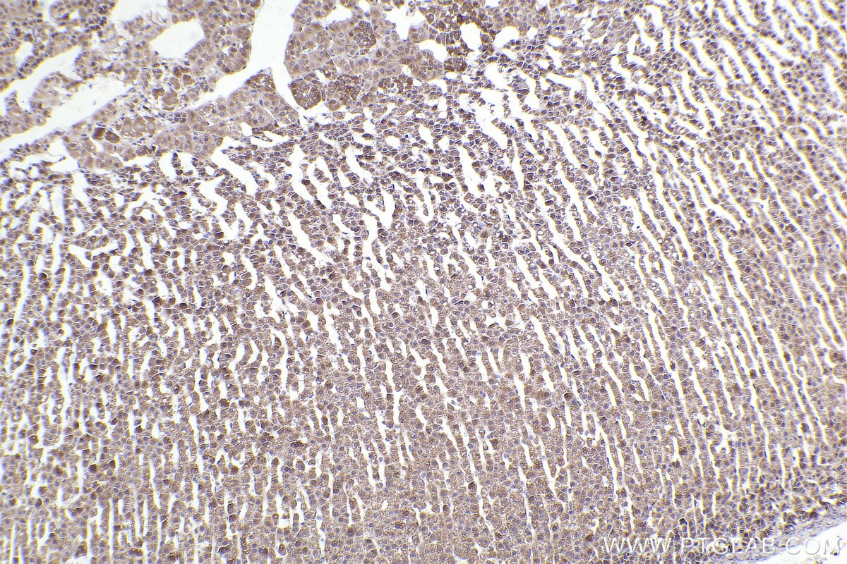 Immunohistochemical analysis of paraffin-embedded rat adrenal gland tissue slide using KHC2413 (BNIP2 IHC Kit).