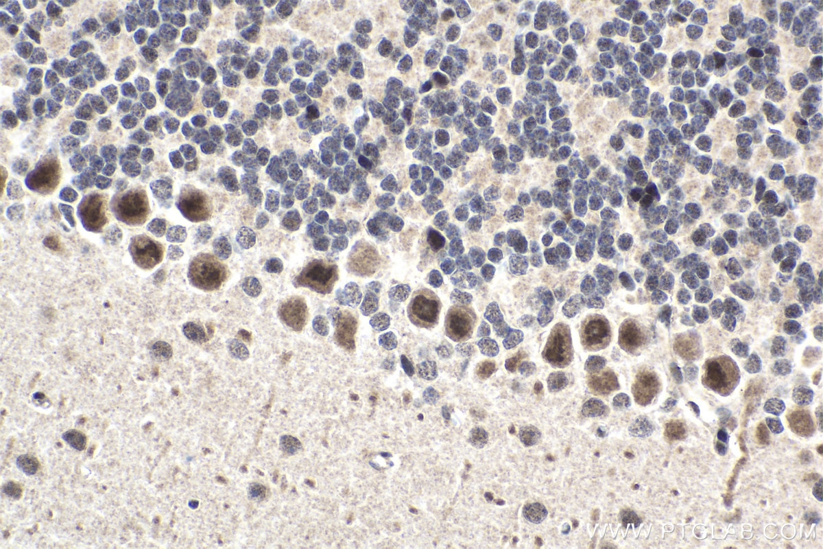 Immunohistochemical analysis of paraffin-embedded mouse cerebellum tissue slide using KHC1692 (BPTF IHC Kit).