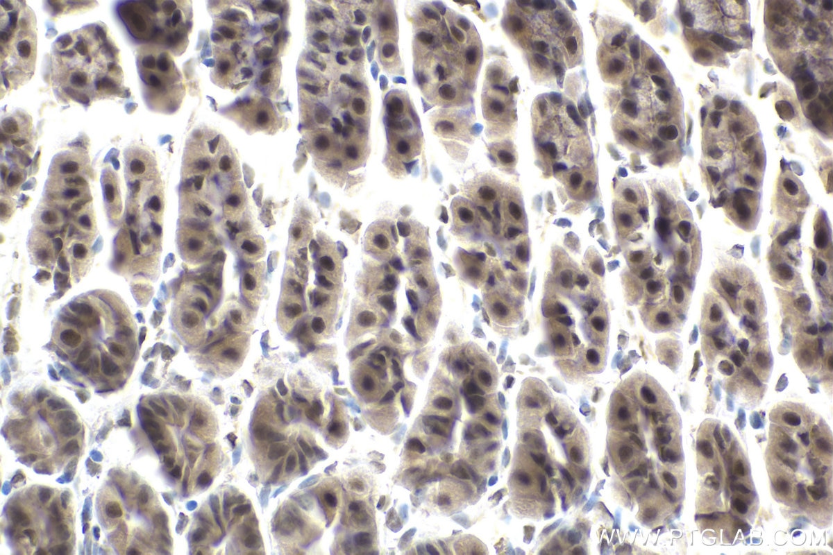 Immunohistochemical analysis of paraffin-embedded mouse stomach tissue slide using KHC1955 (BRD7 IHC Kit).