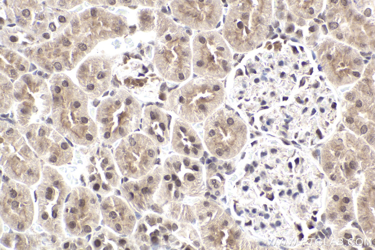 Immunohistochemical analysis of paraffin-embedded rat kidney tissue slide using KHC1955 (BRD7 IHC Kit).