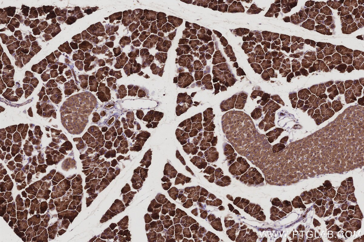 Immunohistochemical analysis of paraffin-embedded mouse pancreas tissue slide using KHC2970 (BRE IHC Kit).