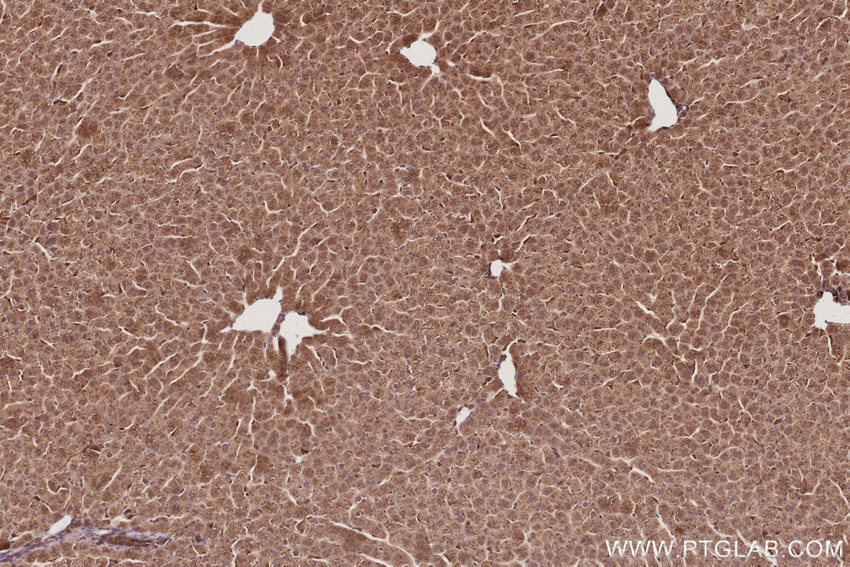 Immunohistochemical analysis of paraffin-embedded rat liver tissue slide using KHC2970 (BRE IHC Kit).