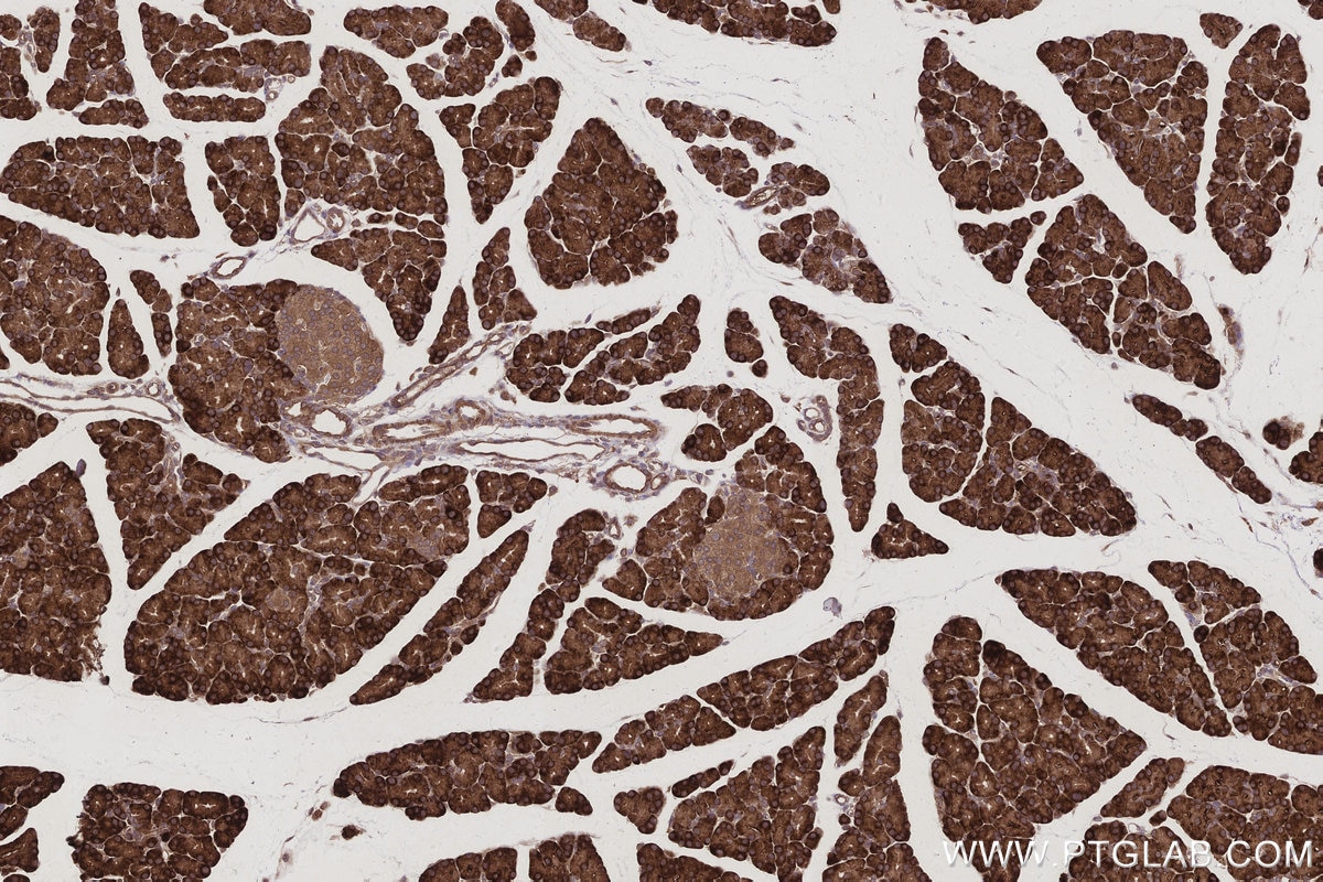 Immunohistochemical analysis of paraffin-embedded rat pancreas tissue slide using KHC2970 (BRE IHC Kit).