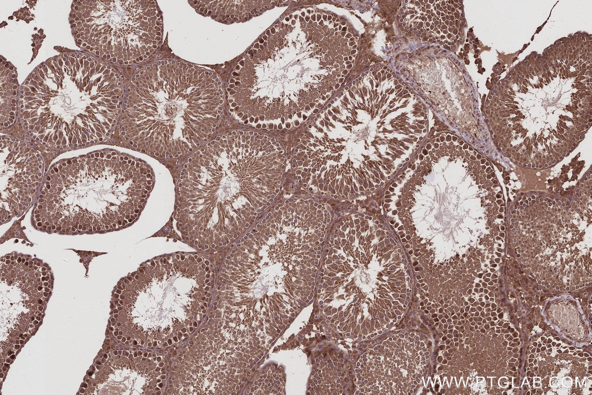 Immunohistochemical analysis of paraffin-embedded rat testis tissue slide using KHC2970 (BRE IHC Kit).