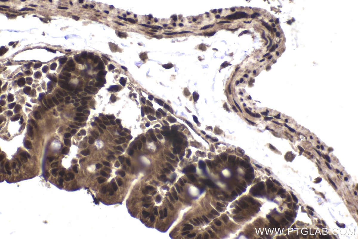 Immunohistochemical analysis of paraffin-embedded mouse small intestine tissue slide using KHC1949 (BRMS1 IHC Kit).
