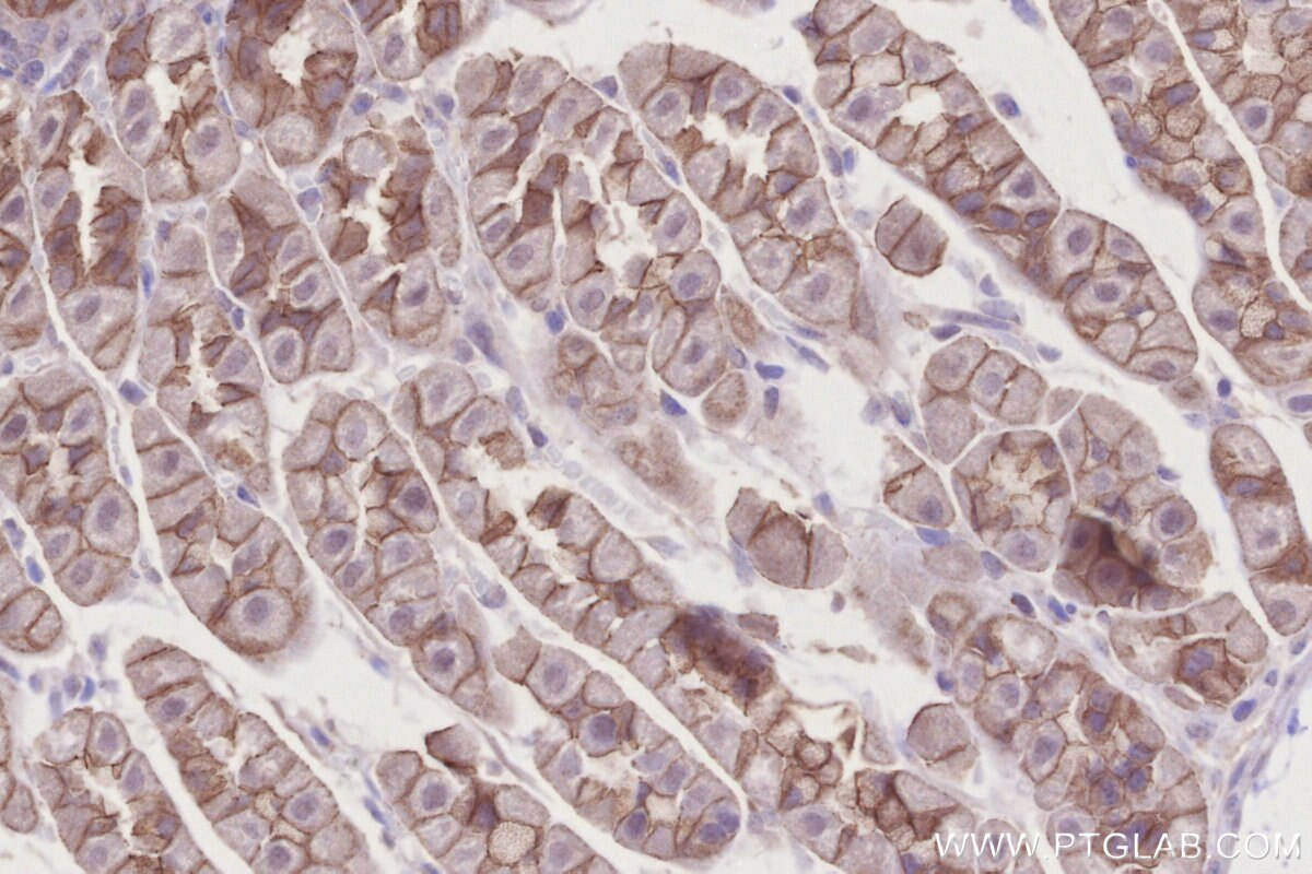 Immunohistochemical analysis of paraffin-embedded mouse stomach tissue slide using KHC2737 (BTN2A2 IHC Kit).