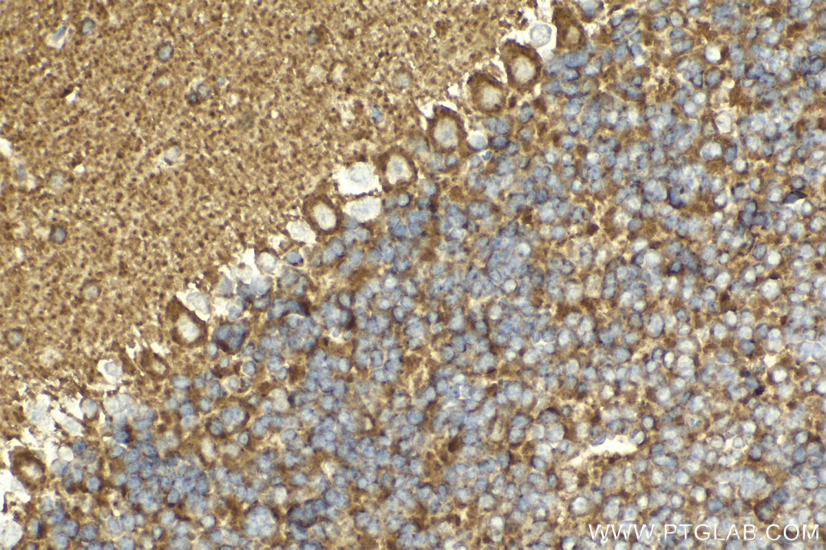 Immunohistochemical analysis of paraffin-embedded mouse cerebellum tissue slide using KHC2013 (BTRC IHC Kit).