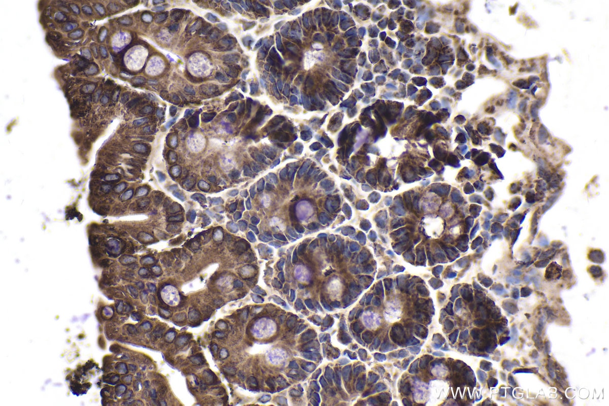Immunohistochemical analysis of paraffin-embedded mouse small intestine tissue slide using KHC2013 (BTRC IHC Kit).
