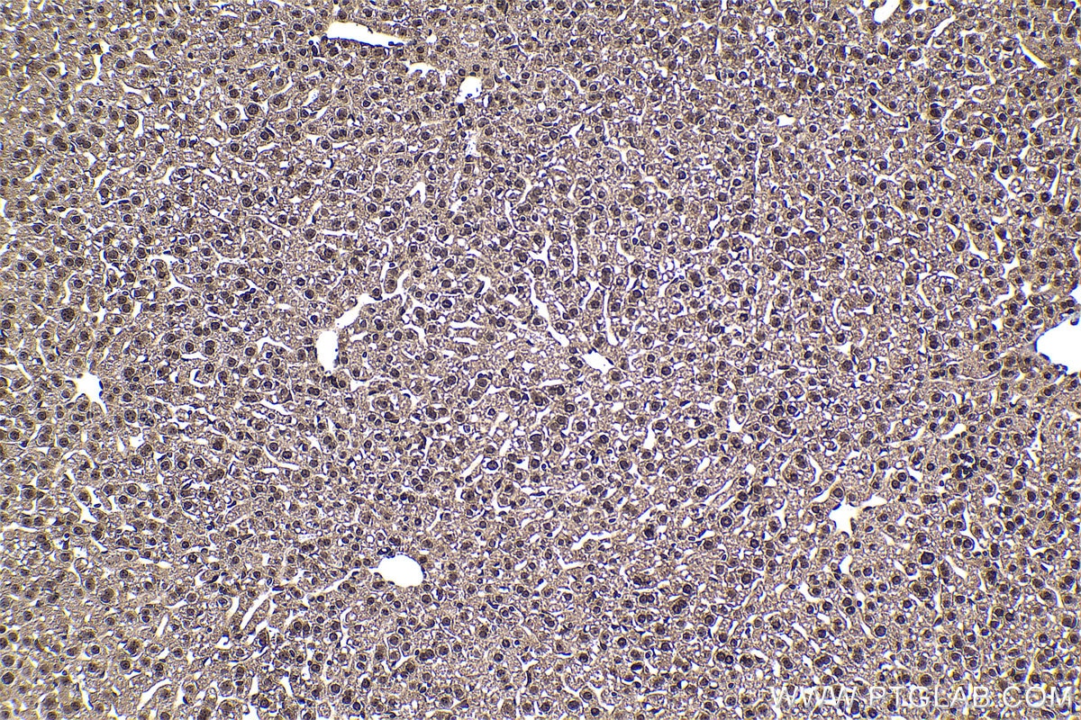 Immunohistochemical analysis of paraffin-embedded mouse liver tissue slide using KHC1358 (BYSL IHC Kit).