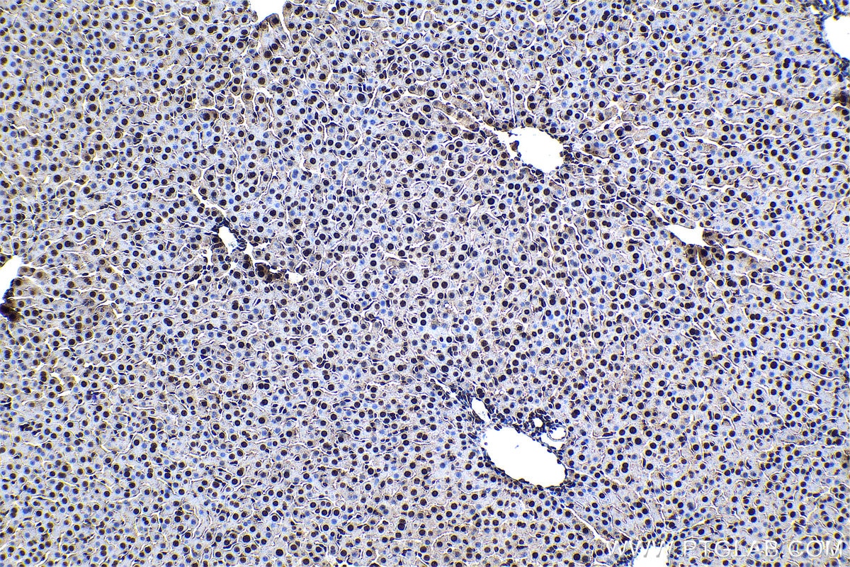 Immunohistochemical analysis of paraffin-embedded rat liver tissue slide using KHC1358 (BYSL IHC Kit).