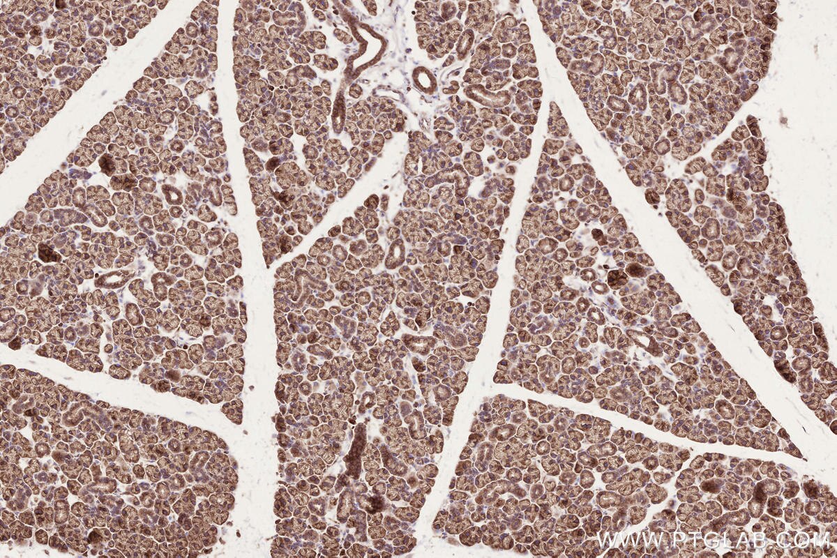 Immunohistochemical analysis of paraffin-embedded mouse salivary gland tissue slide using KHC2612 (BZW1 IHC Kit).