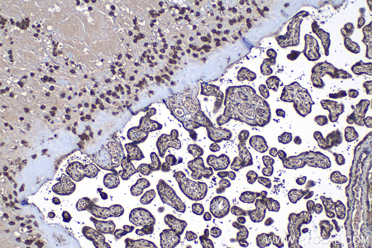 Immunohistochemical analysis of paraffin-embedded human placenta tissue slide using KHC1196 (Bif-1 IHC Kit).
