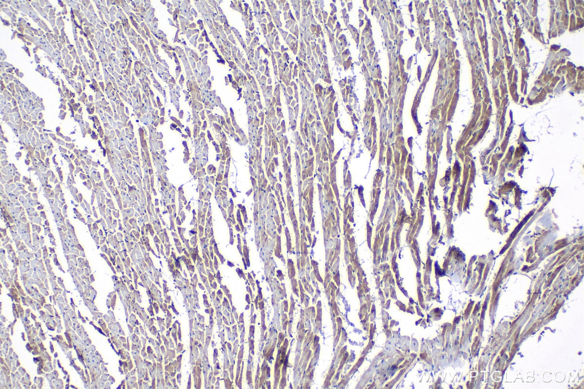 Immunohistochemical analysis of paraffin-embedded rat heart tissue slide using KHC1196 (Bif-1 IHC Kit).