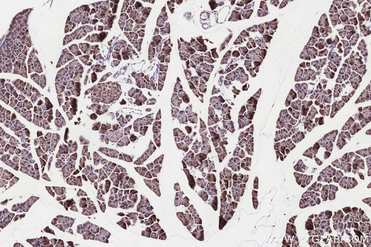 Immunohistochemical analysis of paraffin-embedded mouse pancreas tissue slide using KHC3291 (C12orf29 IHC Kit).