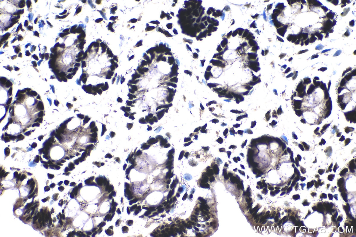 Immunohistochemical analysis of paraffin-embedded rat colon tissue slide using KHC1412 (C17orf49 IHC Kit).