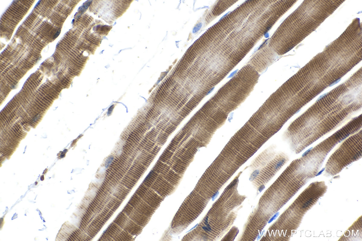 Immunohistochemical analysis of paraffin-embedded mouse skeletal muscle tissue slide using KHC1480 (C19orf2 IHC Kit).