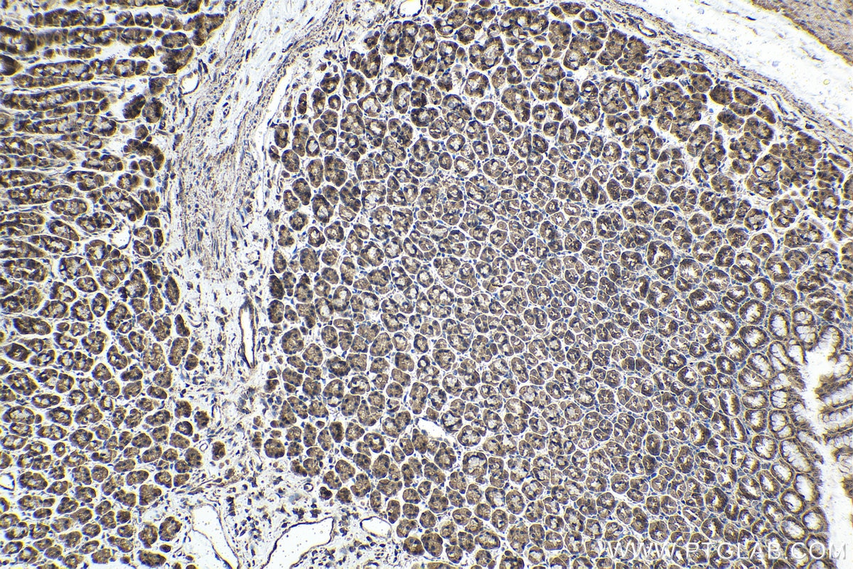 Immunohistochemical analysis of paraffin-embedded rat stomach tissue slide using KHC1480 (C19orf2 IHC Kit).