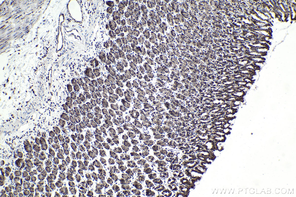 Immunohistochemical analysis of paraffin-embedded rat stomach tissue slide using KHC1722 (C1D IHC Kit).