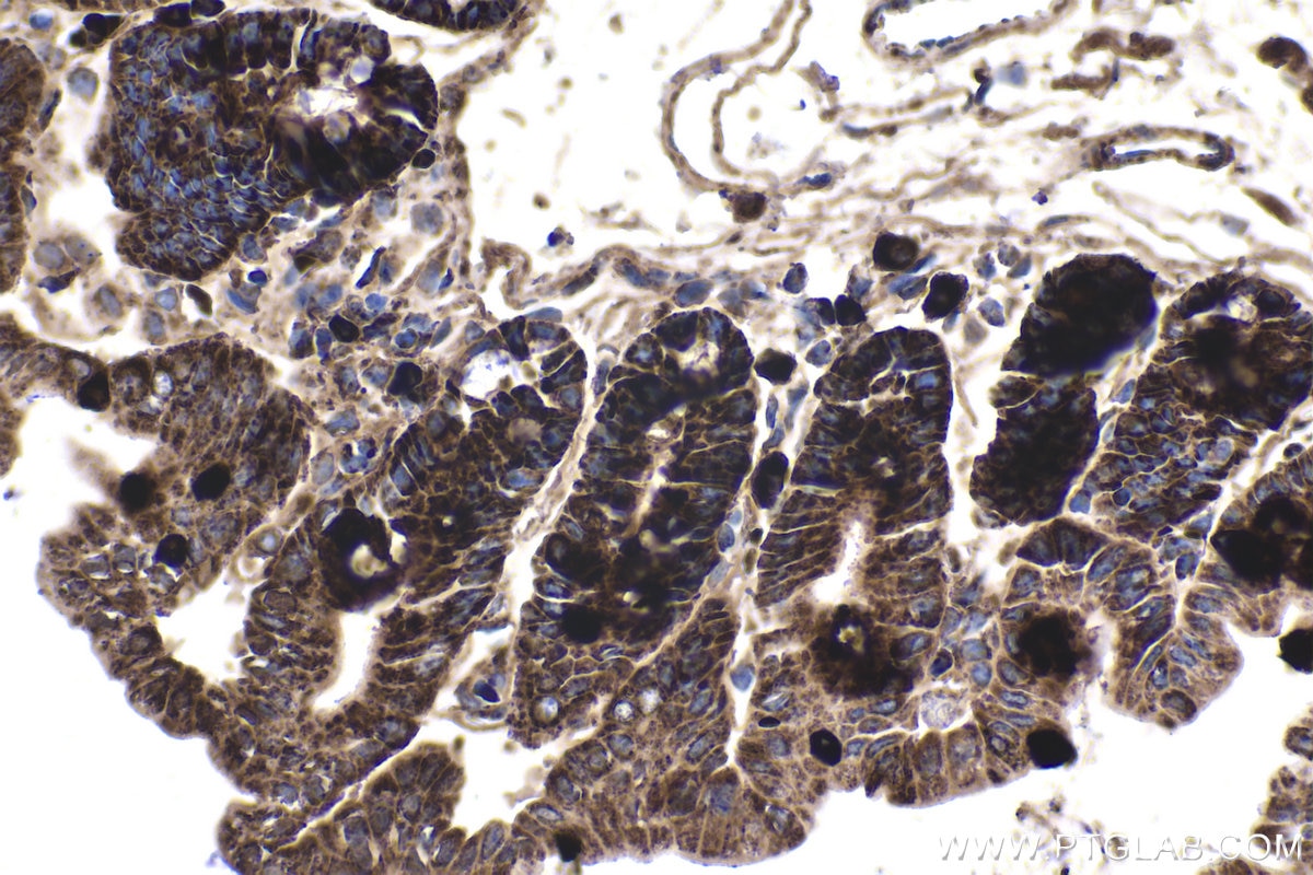 Immunohistochemical analysis of paraffin-embedded mouse small intestine tissue slide using KHC1683 (C1QBP IHC Kit).