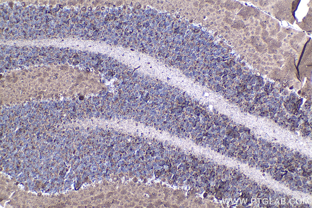 Immunohistochemical analysis of paraffin-embedded rat cerebellum tissue slide using KHC1683 (C1QBP IHC Kit).