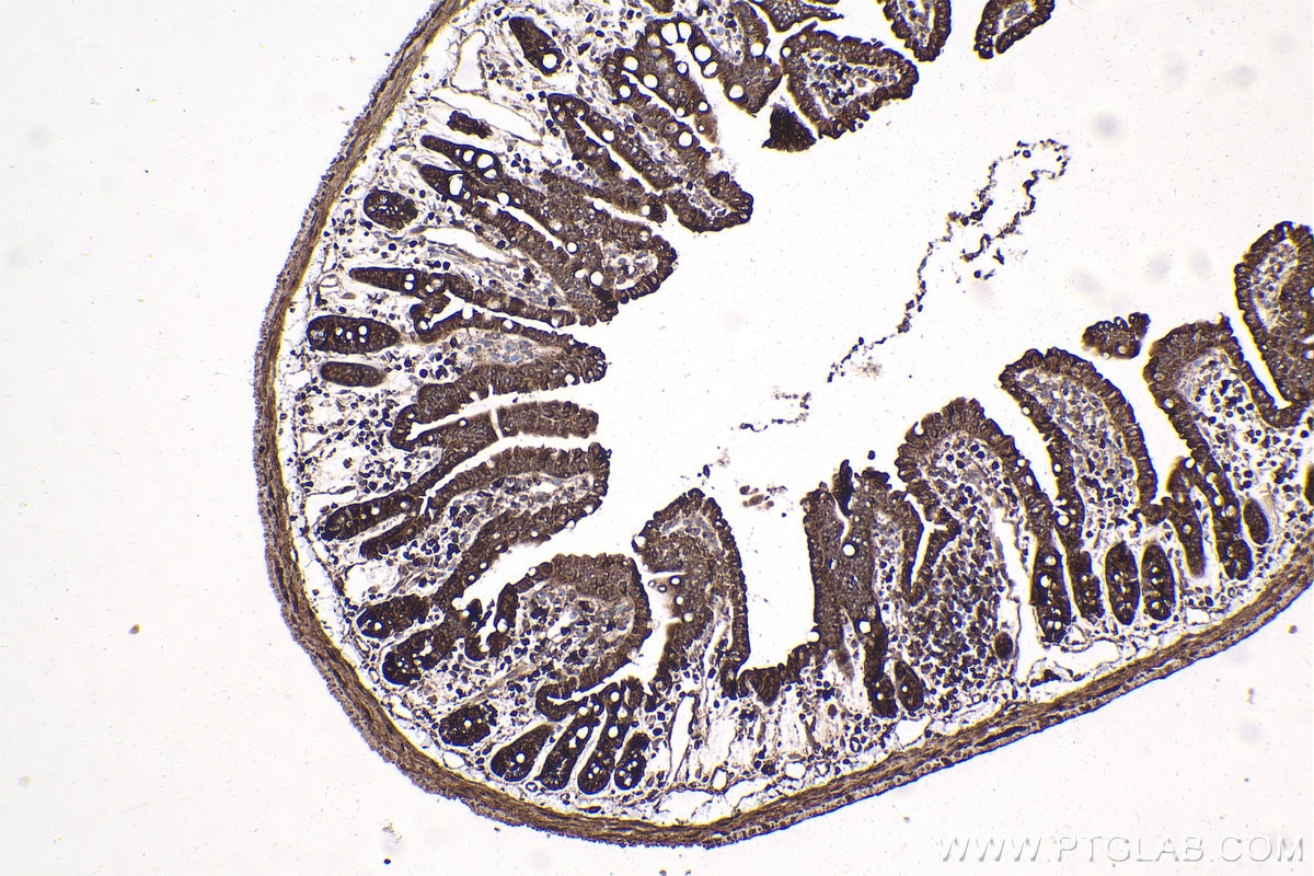 Immunohistochemical analysis of paraffin-embedded mouse small intestine tissue slide using KHC1878 (C9orf72 IHC Kit).