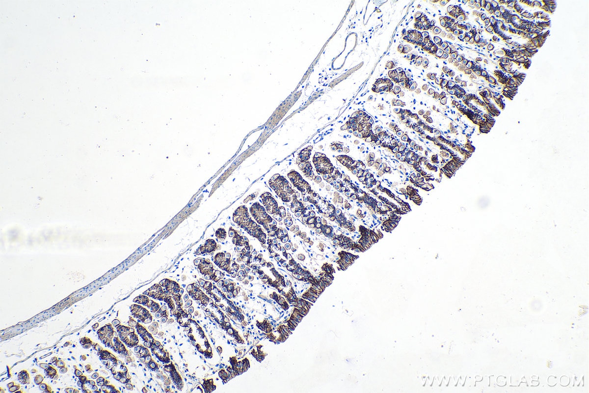 Immunohistochemical analysis of paraffin-embedded mouse stomach tissue slide using KHC0187 (CA9 IHC Kit).