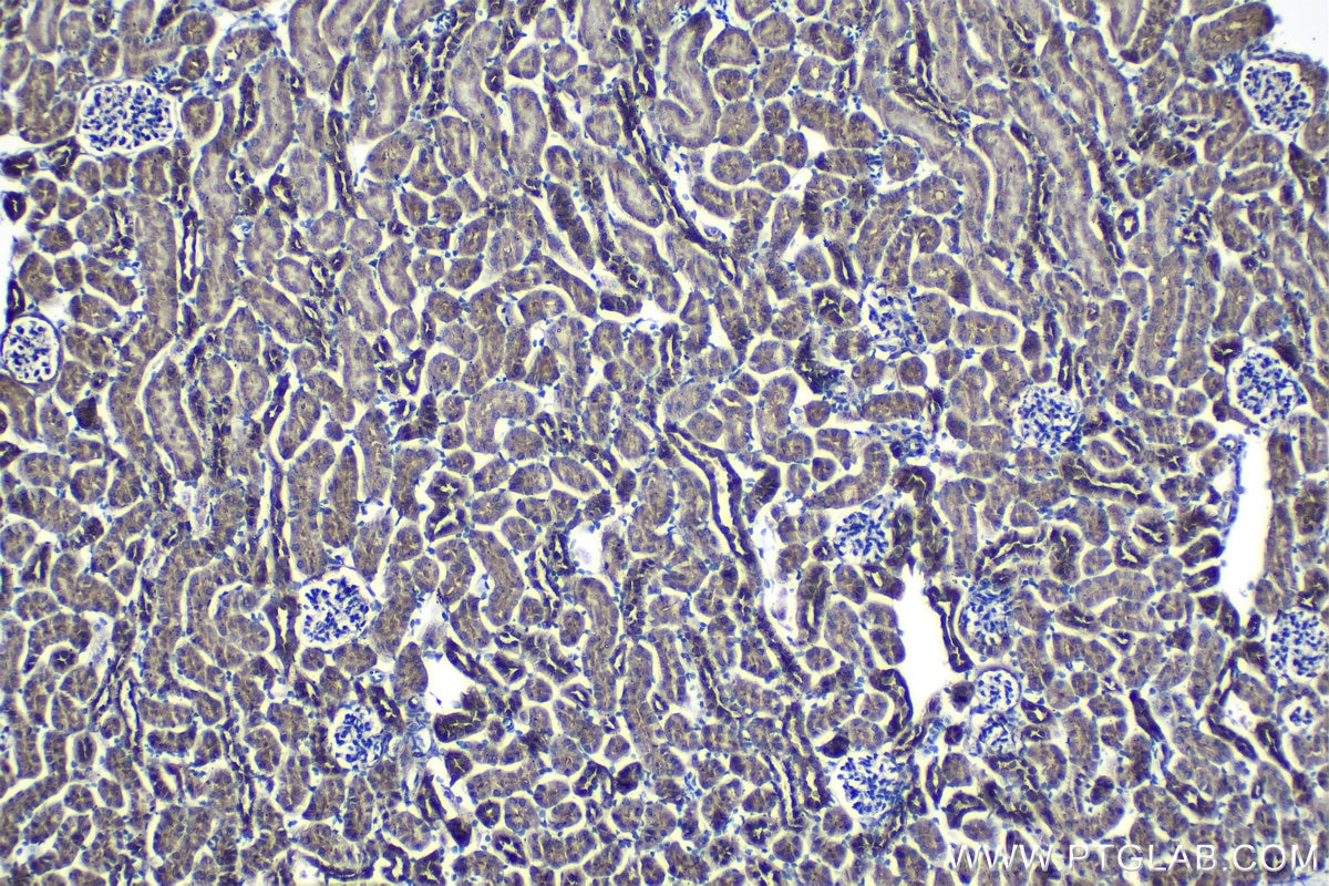 Immunohistochemical analysis of paraffin-embedded mouse kidney tissue slide using KHC1271 (CAB39L IHC Kit).