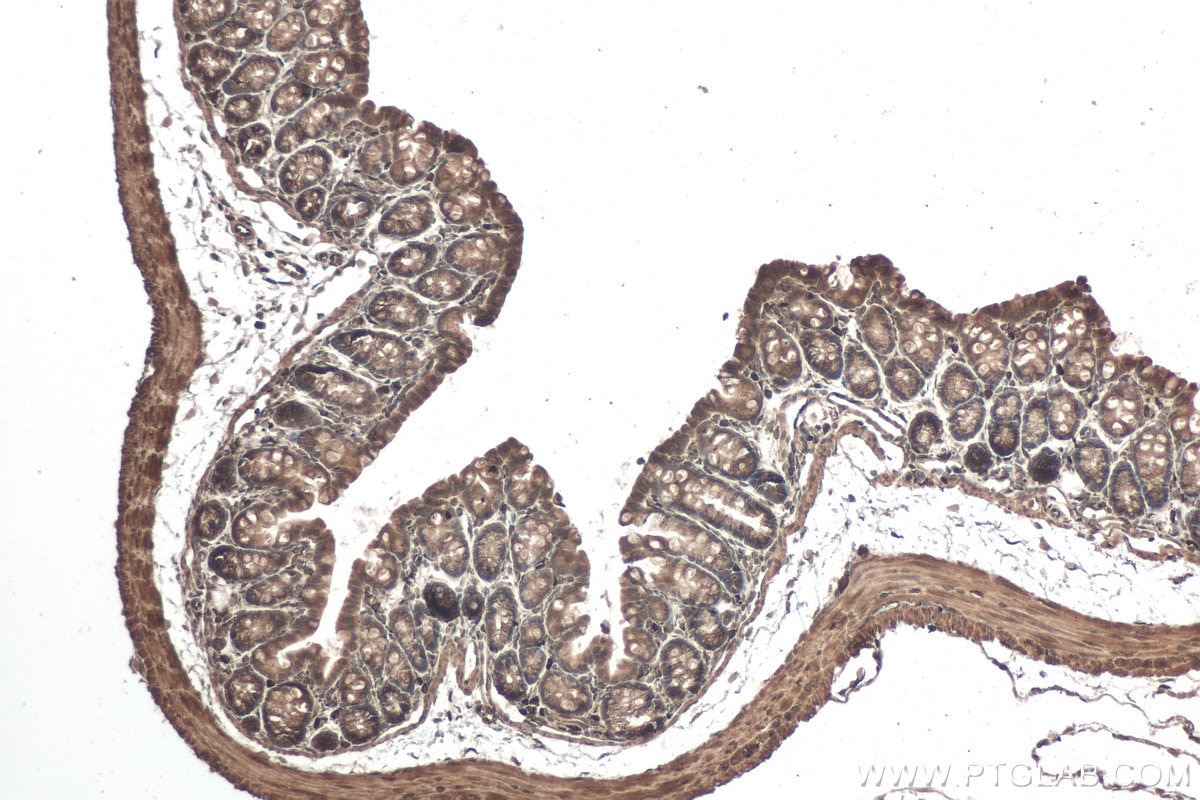 Immunohistochemical analysis of paraffin-embedded mouse colon tissue slide using KHC0795 (CALU IHC Kit).