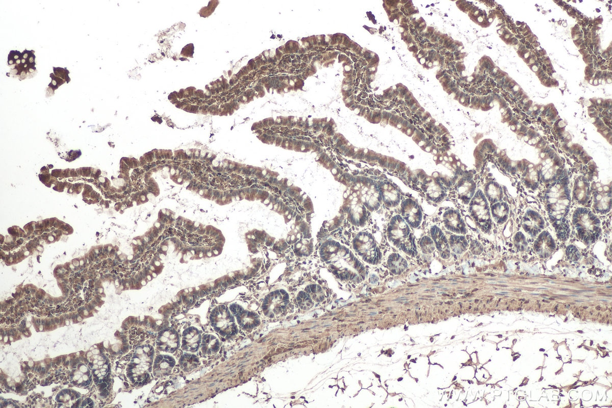 Immunohistochemical analysis of paraffin-embedded rat colon tissue slide using KHC0795 (CALU IHC Kit).