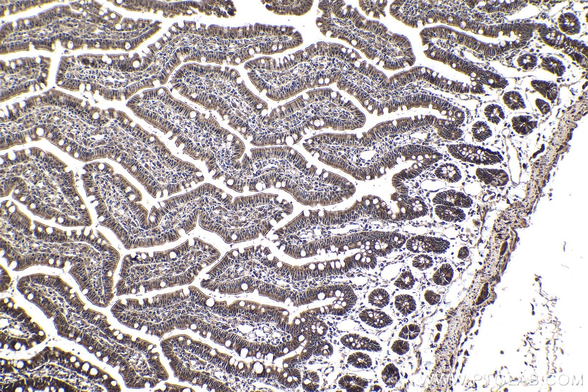 Immunohistochemical analysis of paraffin-embedded rat small intestine tissue slide using KHC1724 (CAMK1 IHC Kit).