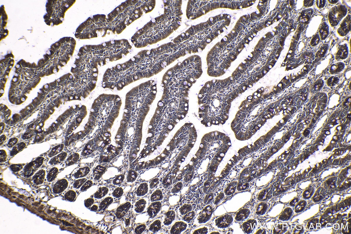 Immunohistochemical analysis of paraffin-embedded rat small intestine tissue slide using KHC1816 (CAMK1D IHC Kit).
