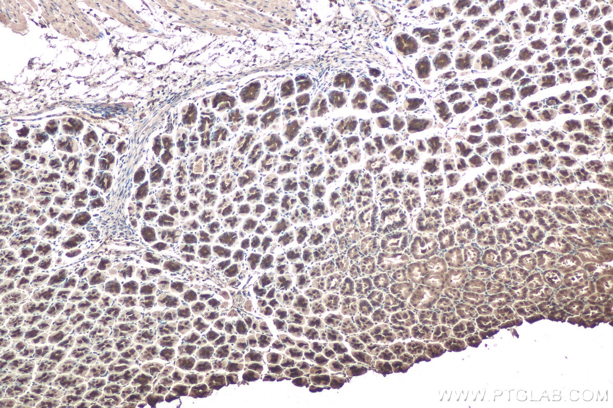 Immunohistochemical analysis of paraffin-embedded mouse stomach tissue slide using KHC0683 (CAPNS1 IHC Kit).