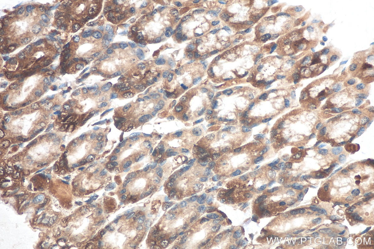 Immunohistochemical analysis of paraffin-embedded rat stomach tissue slide using KHC0683 (CAPNS1 IHC Kit).