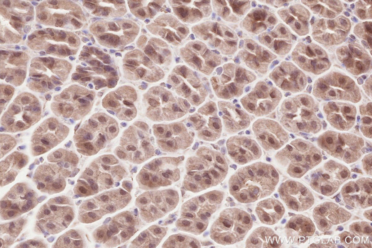 Immunohistochemical analysis of paraffin-embedded mouse stomach tissue slide using KHC2580 (CAPRIN2 IHC Kit).