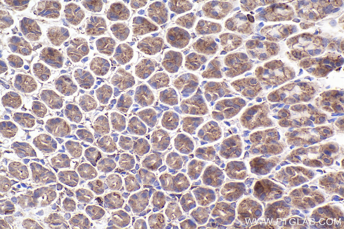 Immunohistochemical analysis of paraffin-embedded mouse stomach tissue slide using KHC2313 (CAPZA1 IHC Kit).