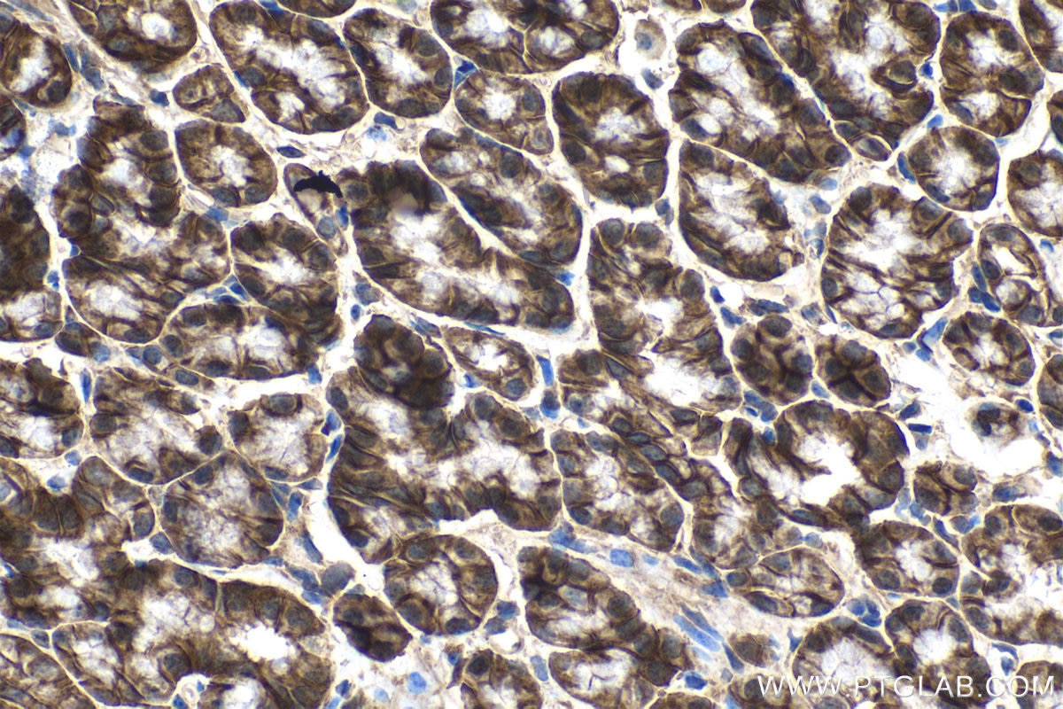 Immunohistochemical analysis of paraffin-embedded mouse small intestine tissue slide using KHC1433 (CASK IHC Kit).