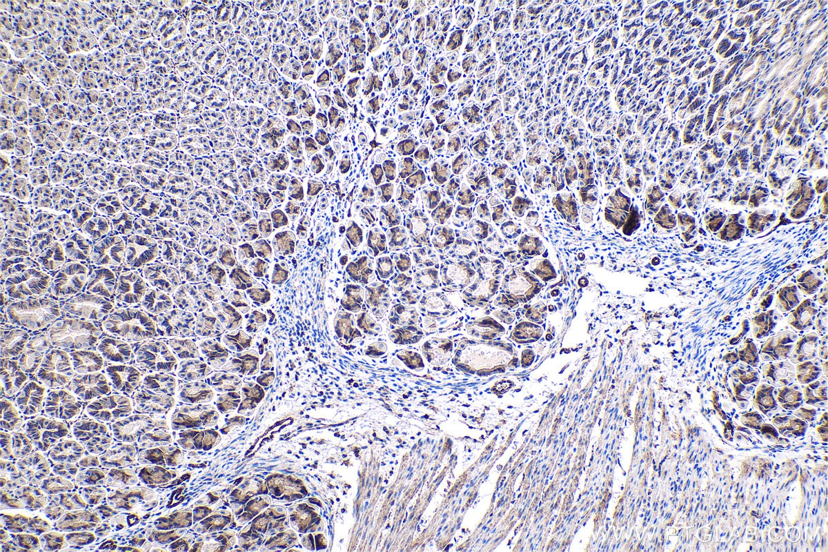 Immunohistochemical analysis of paraffin-embedded mouse stomach tissue slide using KHC0406 (CASP7 IHC Kit).