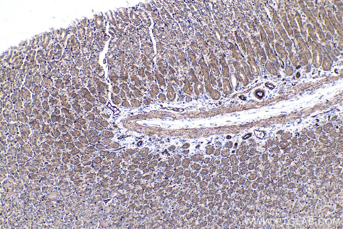 Immunohistochemical analysis of paraffin-embedded rat stomach tissue slide using KHC0406 (CASP7 IHC Kit).