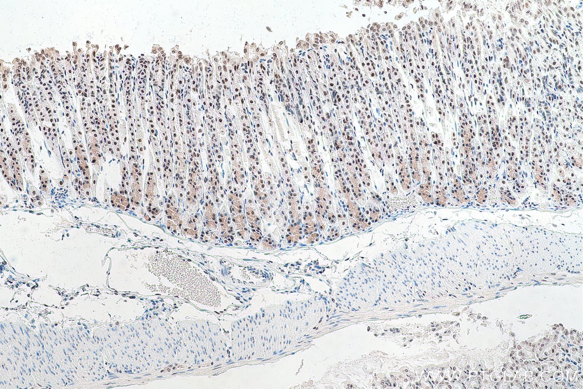 Immunohistochemical analysis of paraffin-embedded mouse stomach tissue slide using KHC0920 (CBX1 IHC Kit).