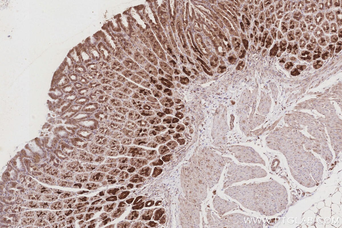 Immunohistochemical analysis of paraffin-embedded mouse stomach tissue slide using KHC2919 (CCDC134 IHC Kit).