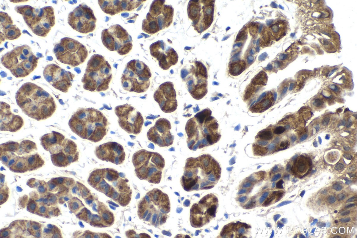 Immunohistochemical analysis of paraffin-embedded mouse stomach tissue slide using KHC1548 (CCNA2 IHC Kit).